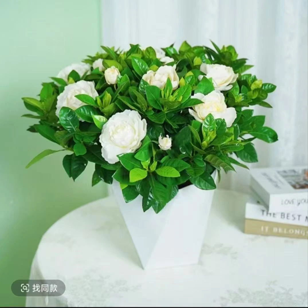 带花苞栀子花盆栽浓香型室内绿植净化空气四季开花植物花卉花苞