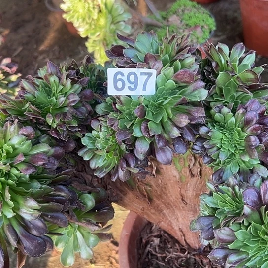 用***6多肉植物子实体一个欧若拉697