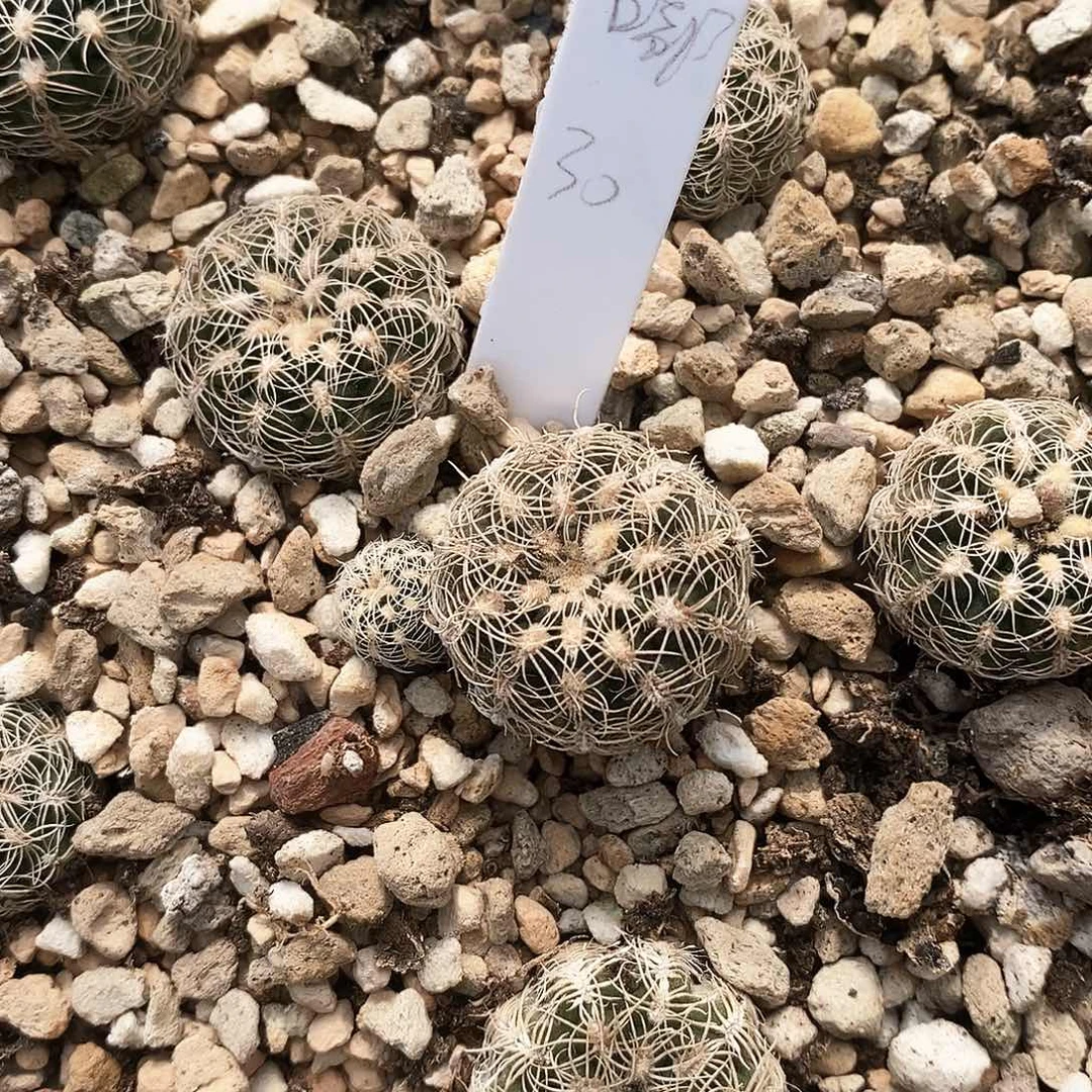 嘟**君 土土土土花花花花