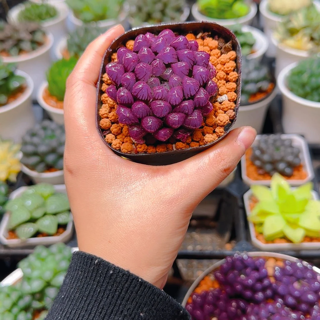 紫宝石冰灯玉露，原盆