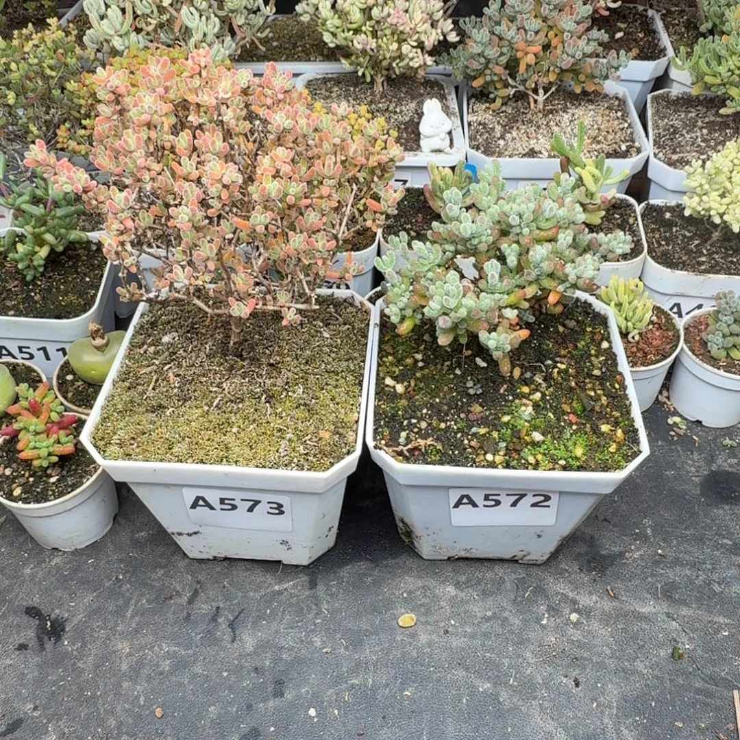 粉***咩A572 573冰晶一物一拍574蜜冰