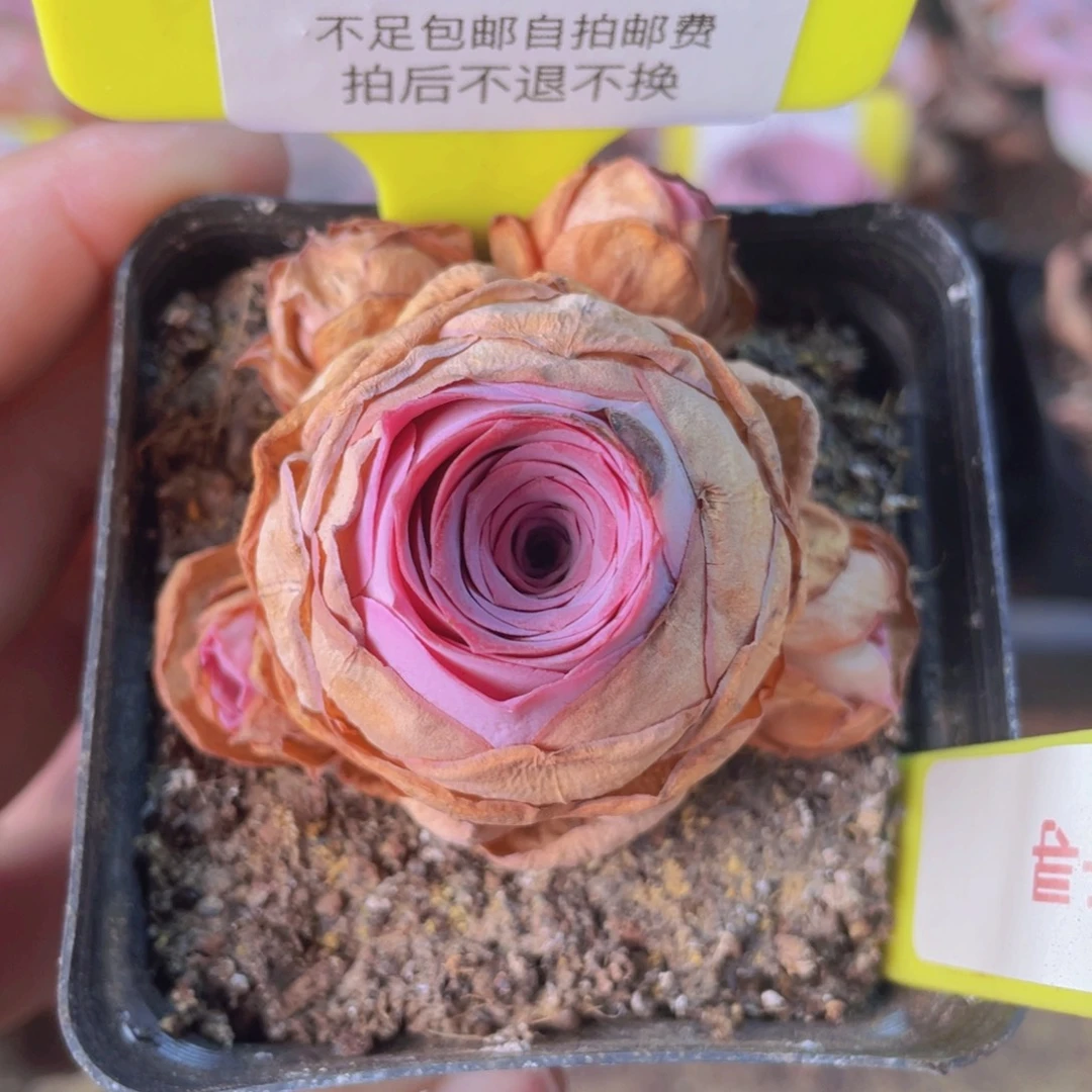 山地玫瑰237满38包邮偏远地区除外裸根发货