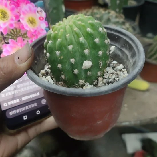 仙人球丽花调色板带根带盆