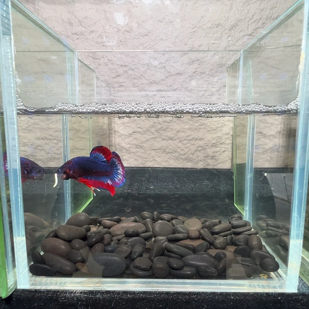 斗鱼阿浩泰斗10日98