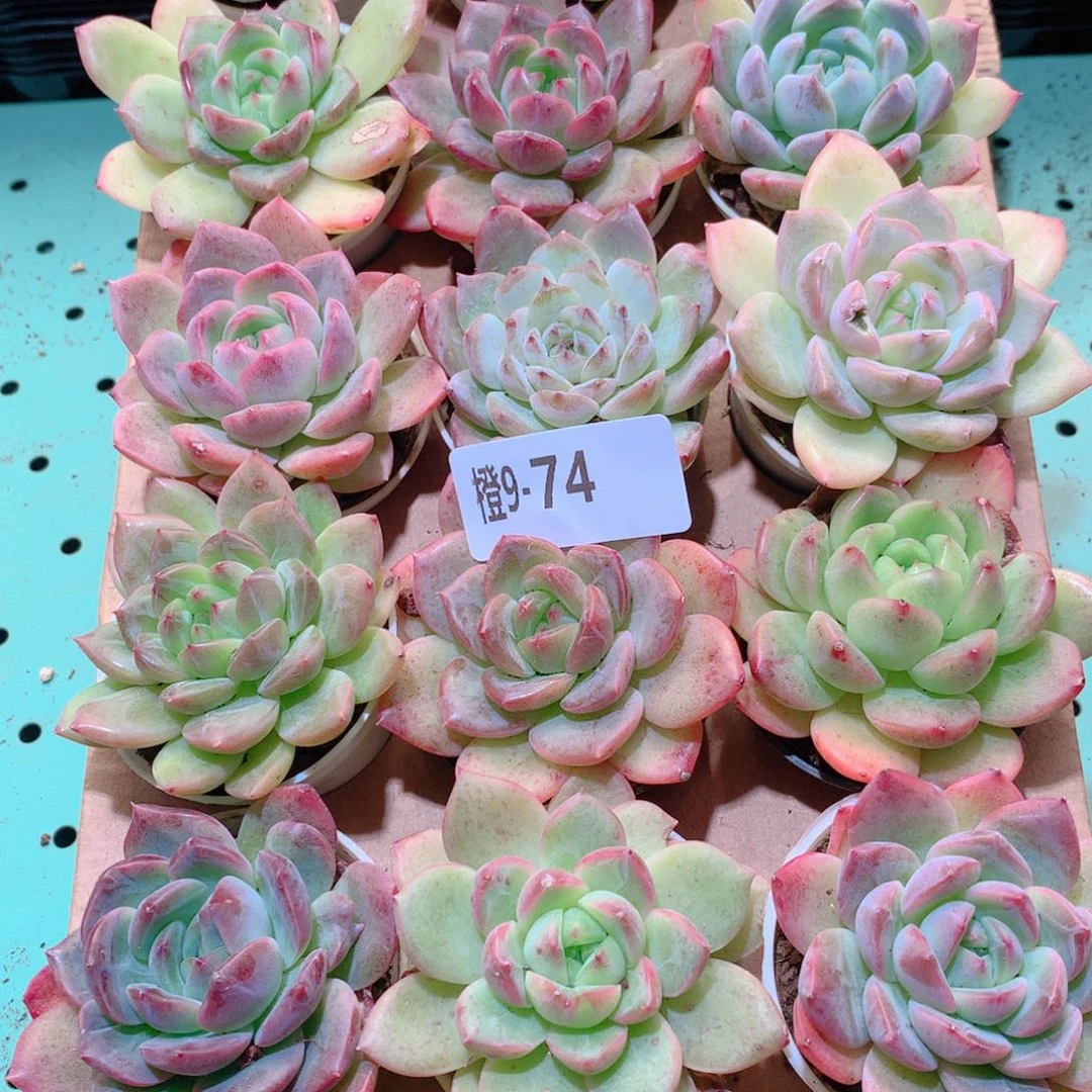 9-75一物一拍多肉带盆18颗