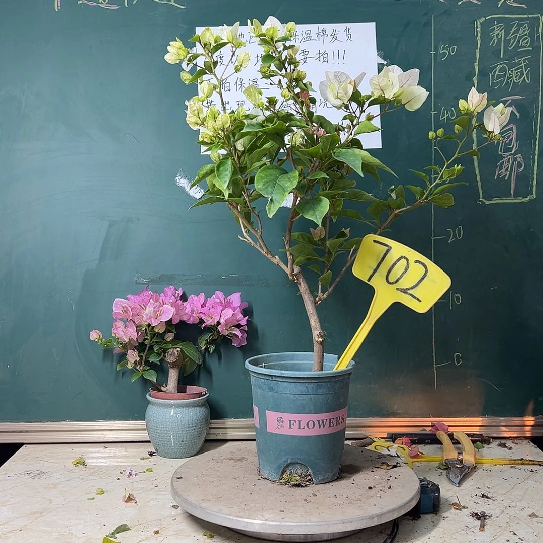 完全开放漳红樱702