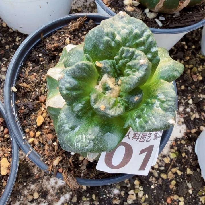 无花朵018大尤菜花怒涛牡丹东四