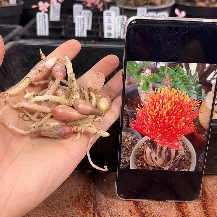 巨波叶血莲苗子1个，1.1厘米