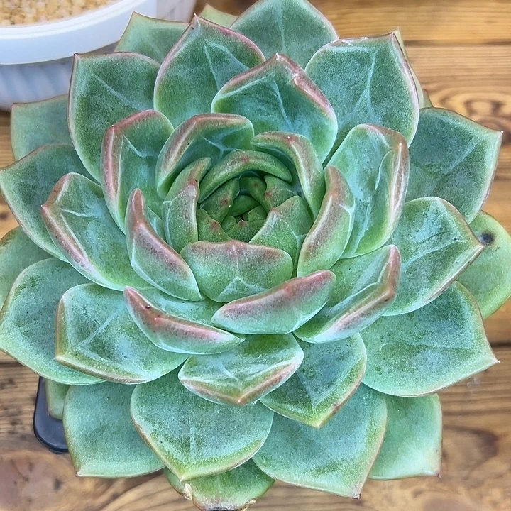 单头暗纹溏心，一物一拍