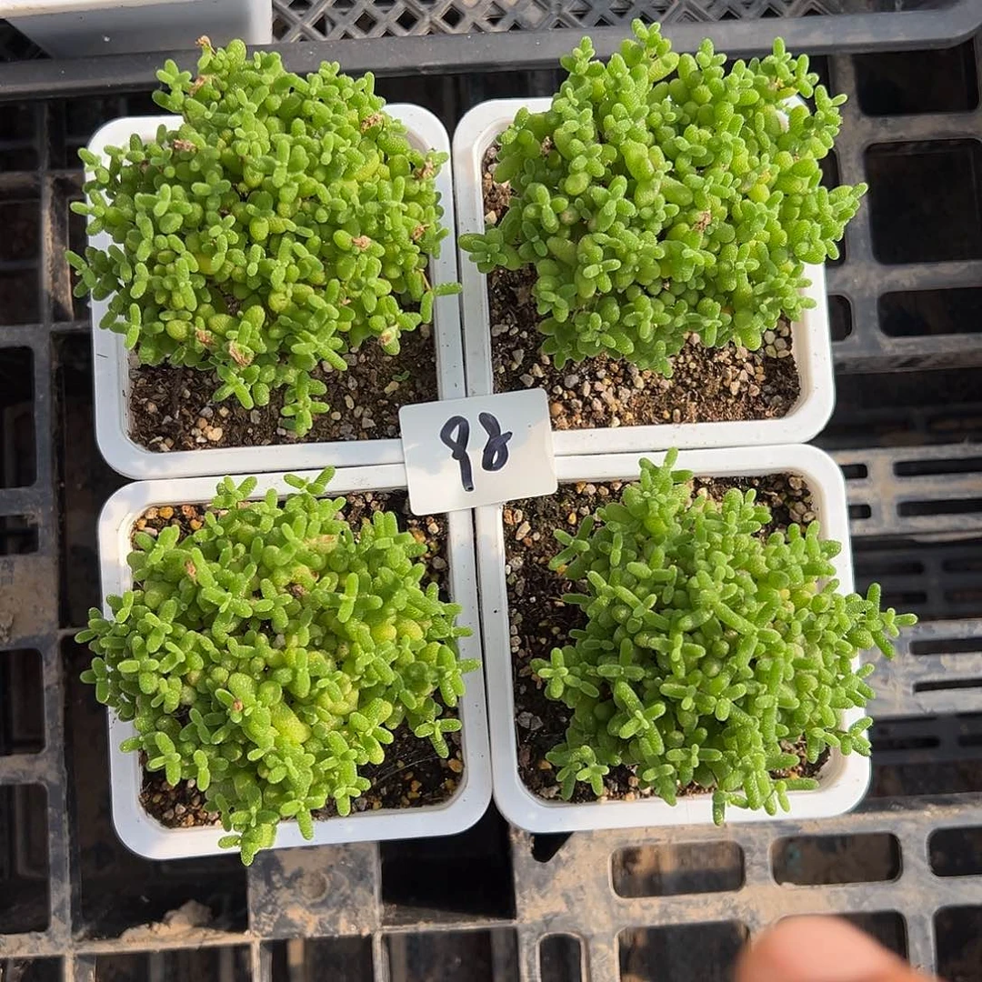 6.30精选金桔一颗多肉98