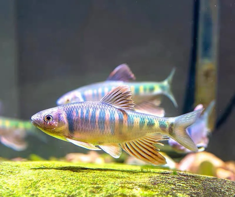 长鳍鬣 桃花鱼 冷水鱼 免加温 包邮