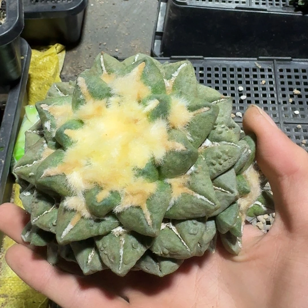 604号仙人球大萝卜根