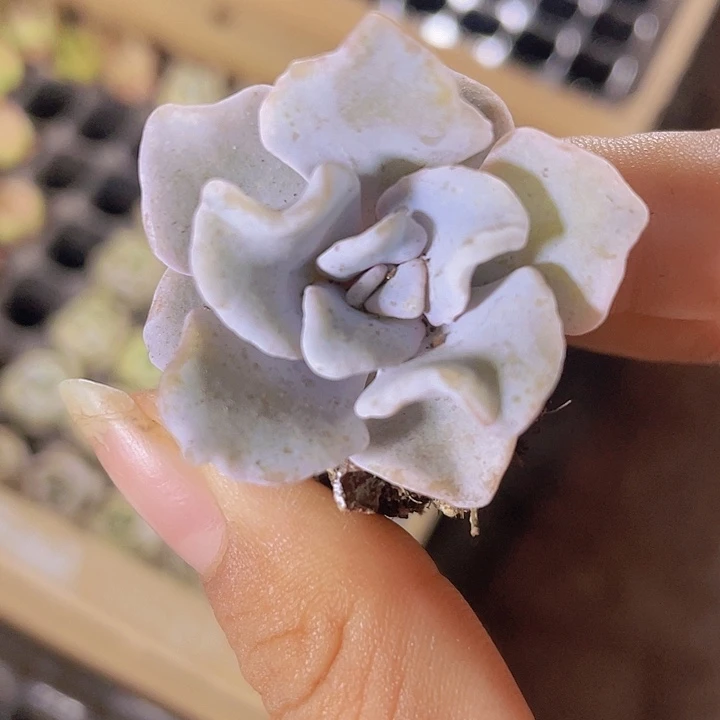 24精品白饺子皮2颗一组