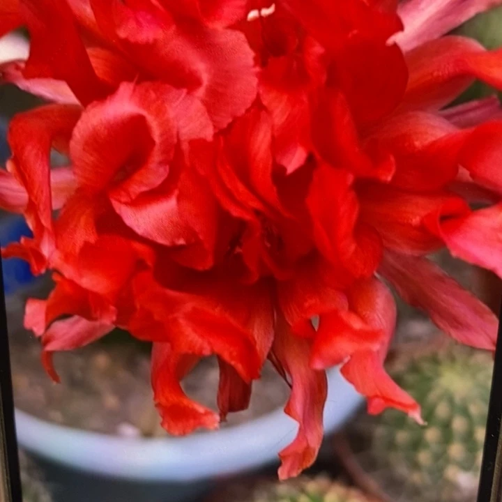 香红卷卷带根5公分左右