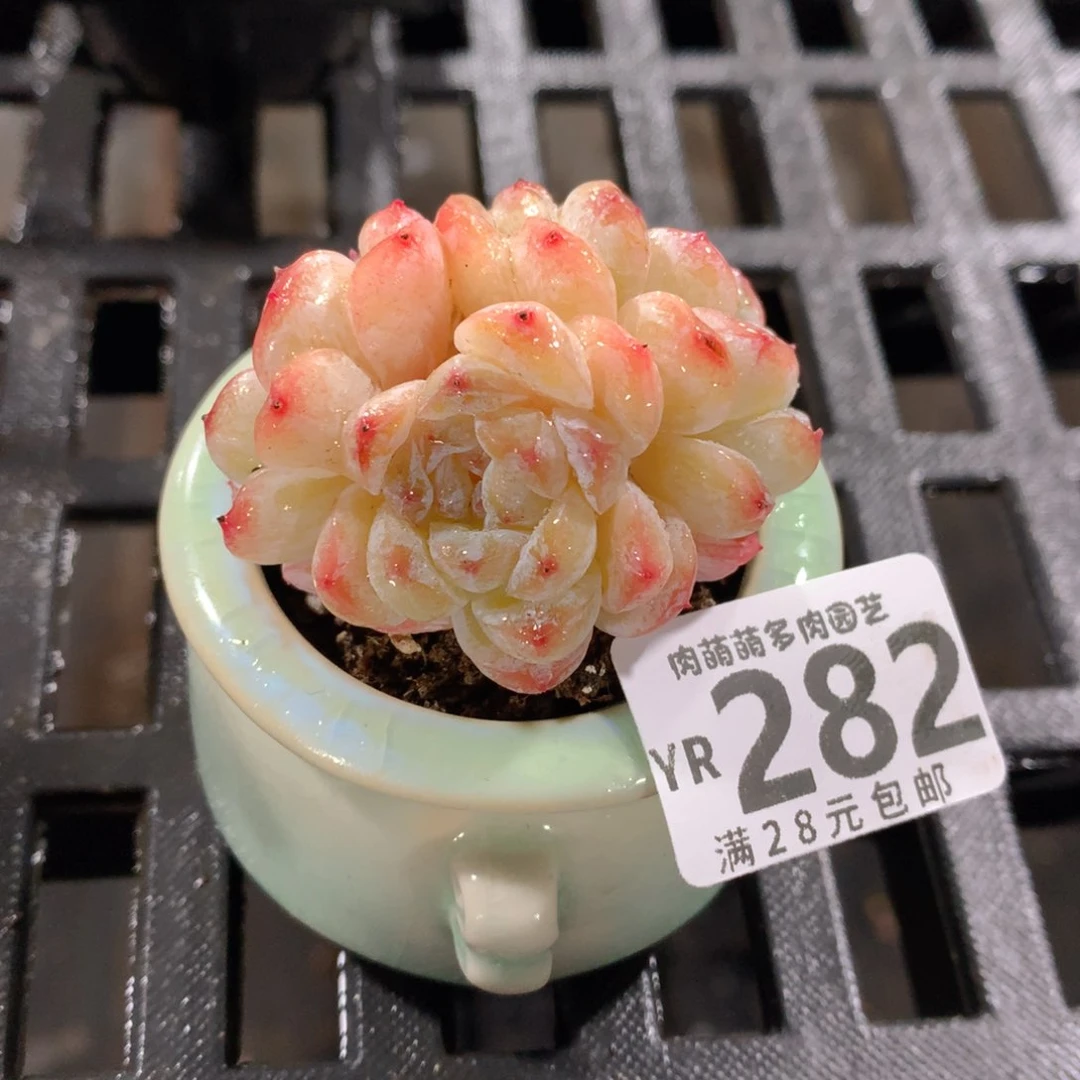肉萌萌拇指盆精控多肉YR282