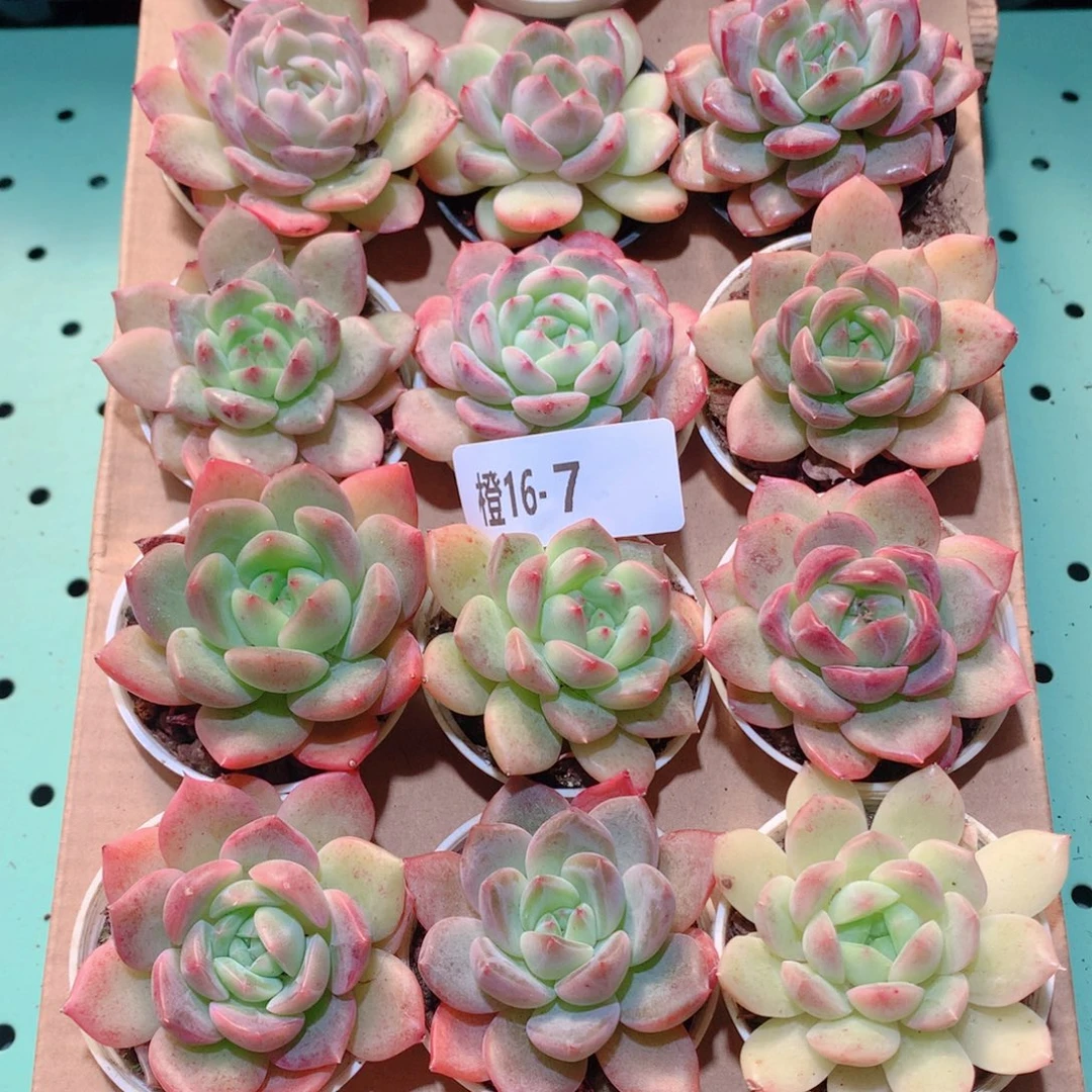 16-7一物一拍多肉带盆18颗