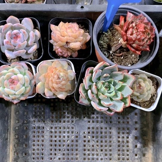 65号多肉植物园艺