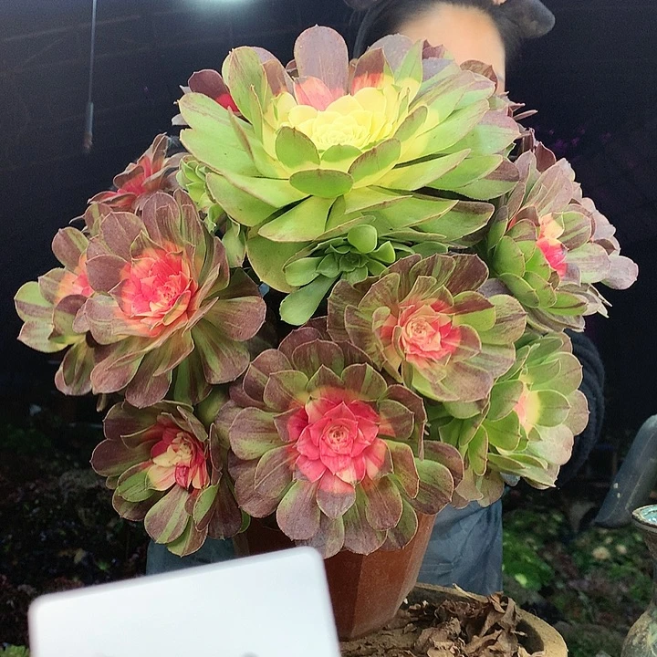 柒柒精品多肉脱土发货不包断侧枝S615