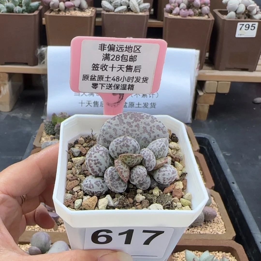 617花蛋多肉植物