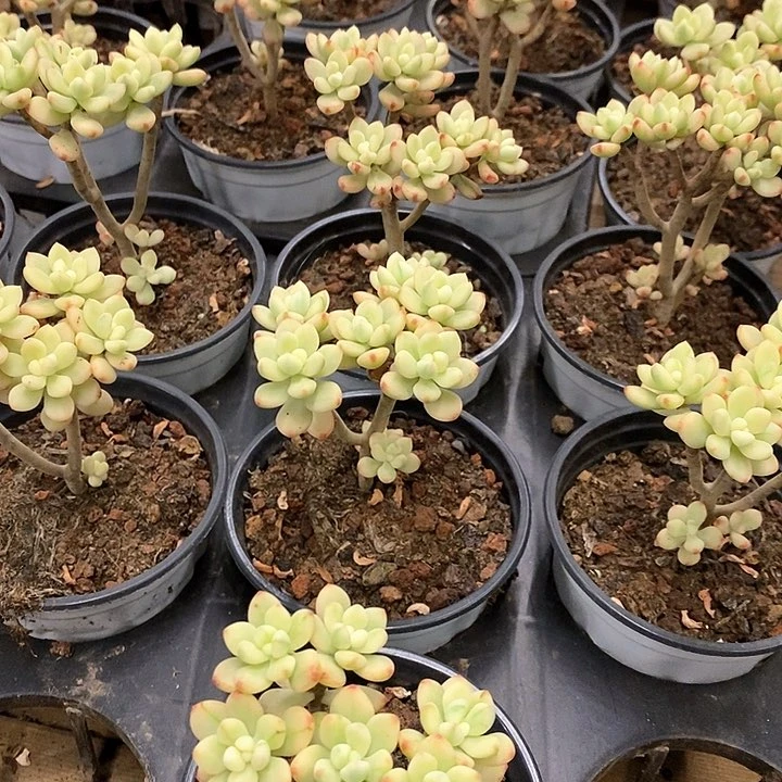 03。糖果米奇锦。福利多多