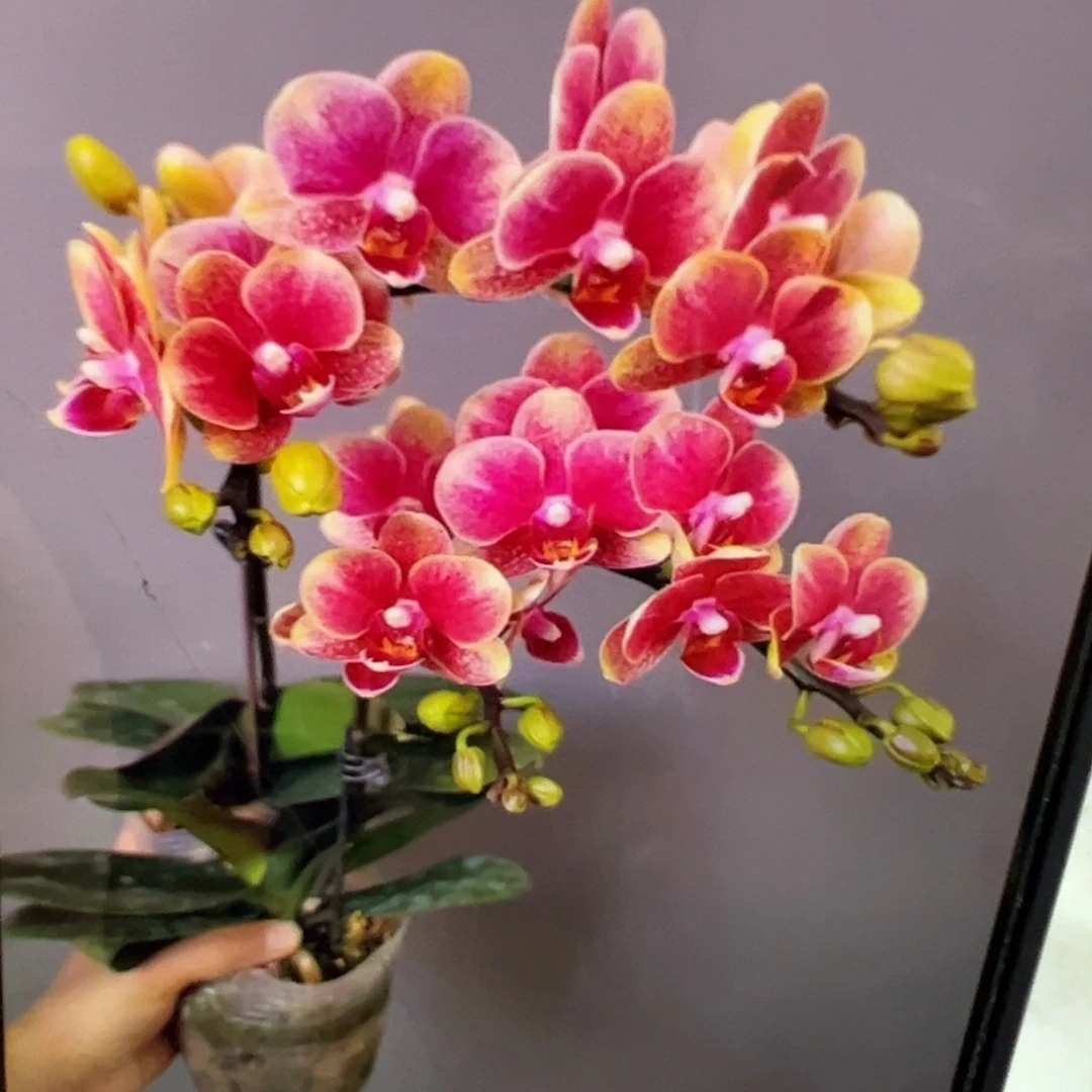 当前无花栽培后可以开花带剑金蝶凑单发货一颗不发货