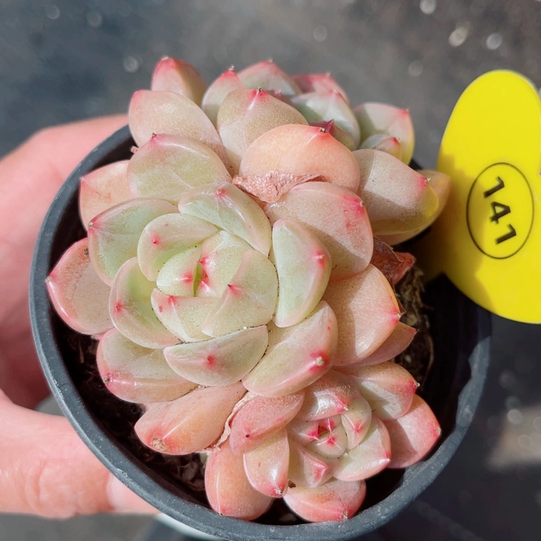 141号小老桩珍妮群