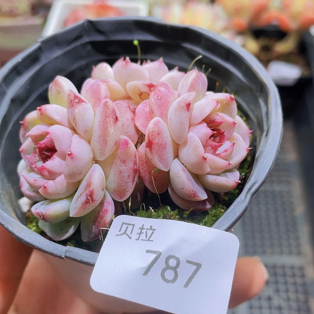 787 精品多肉一物一拍