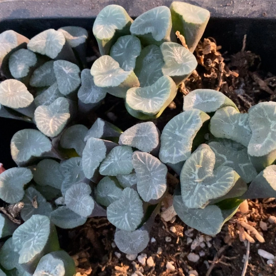 152 一颗实生大空明湖万象 挑大的发货 超级福利