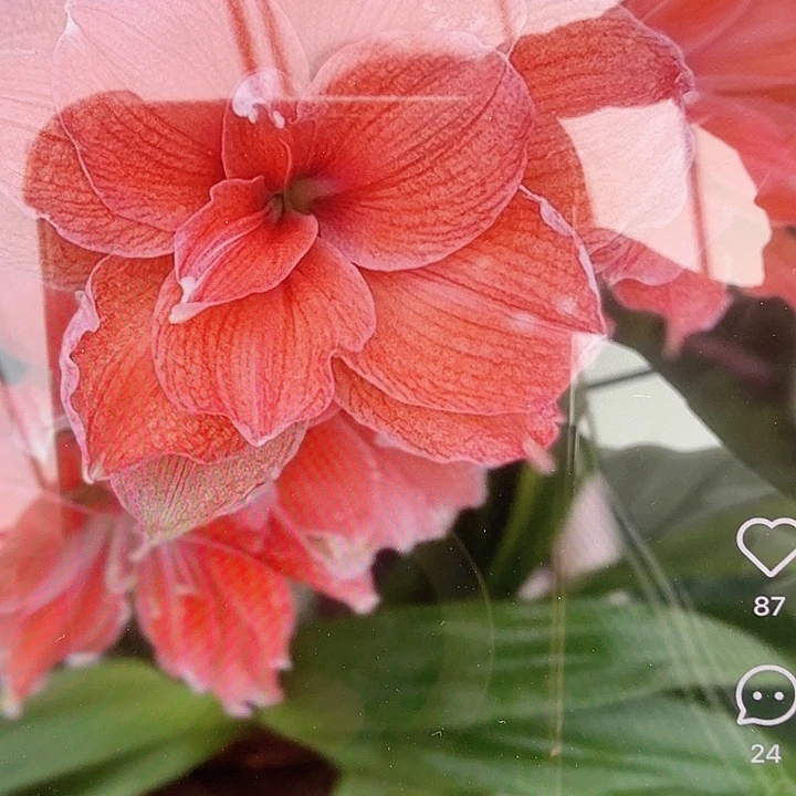 珊瑚之星8+带侧牙发