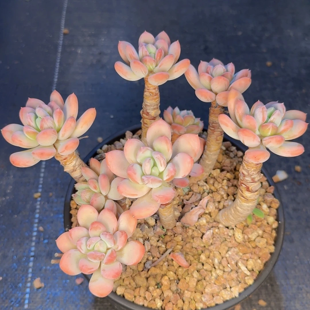 隔***庄多肉植物的生长发育