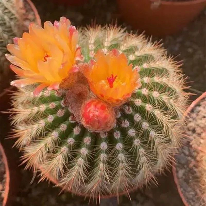 南国玉开黄花仙人球多肉植物室内阳台防辐射多肉盆栽