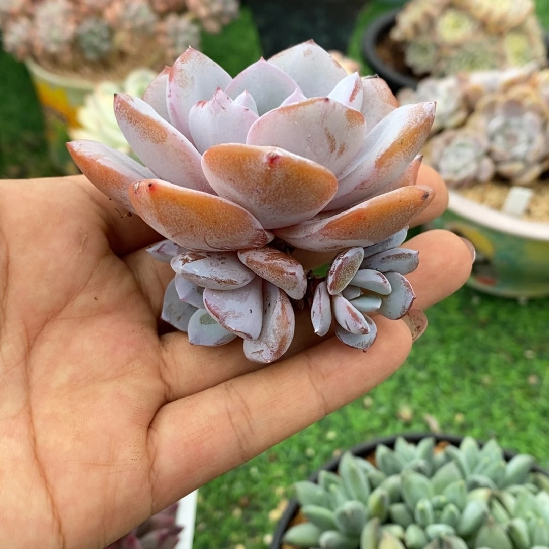 奶茶三头老桩无砍