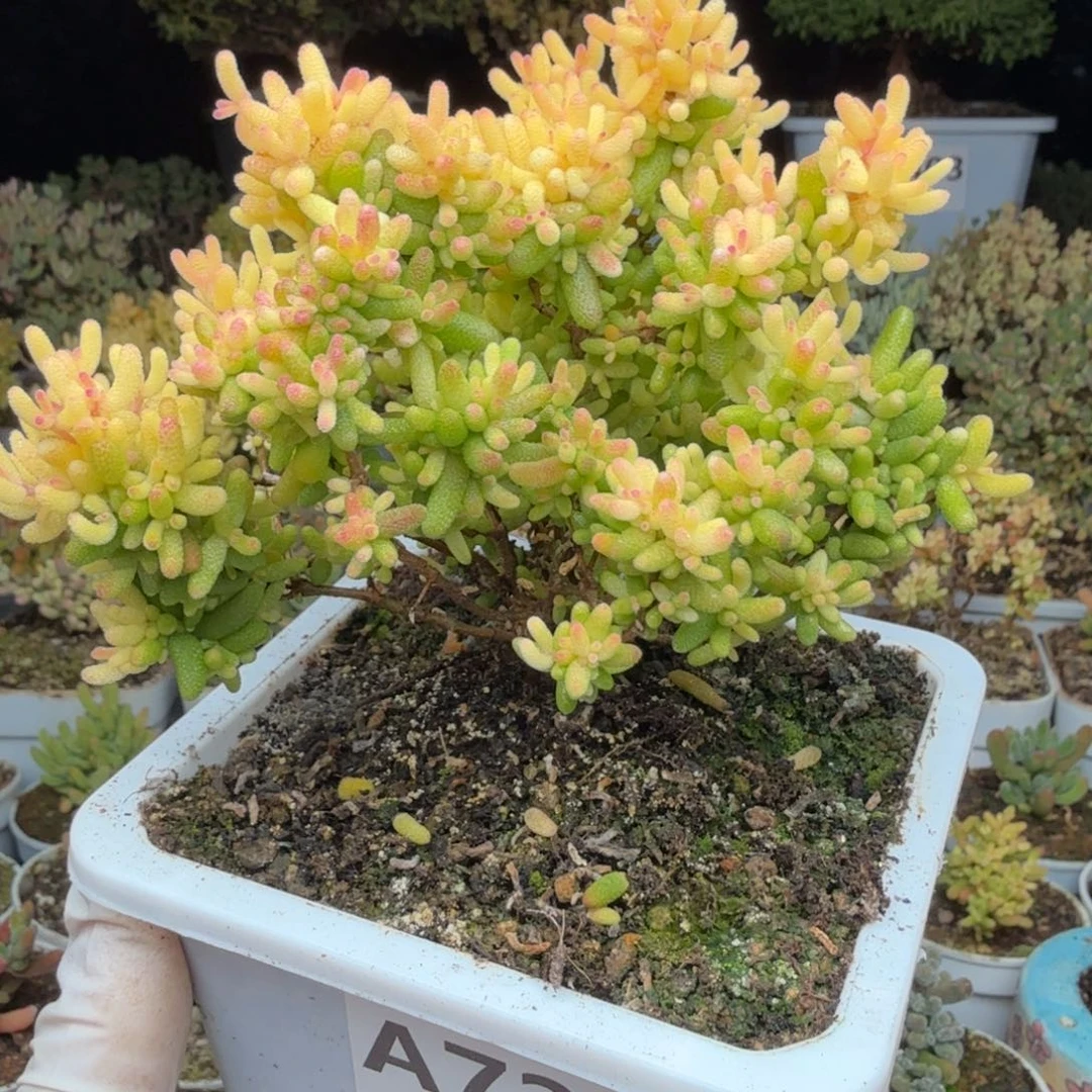 A724糖球3号锦枝干一物一拍