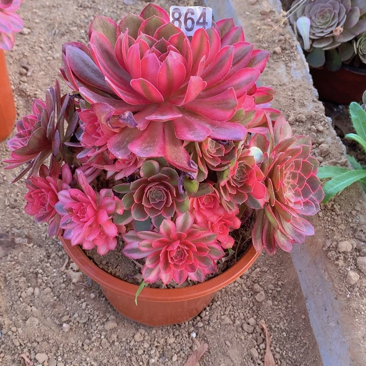 864多肉植物黑魔锦