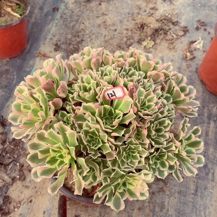 白凤法师多肉121多肉