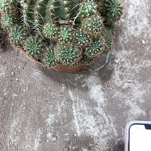 丽花清仓7.99，25688