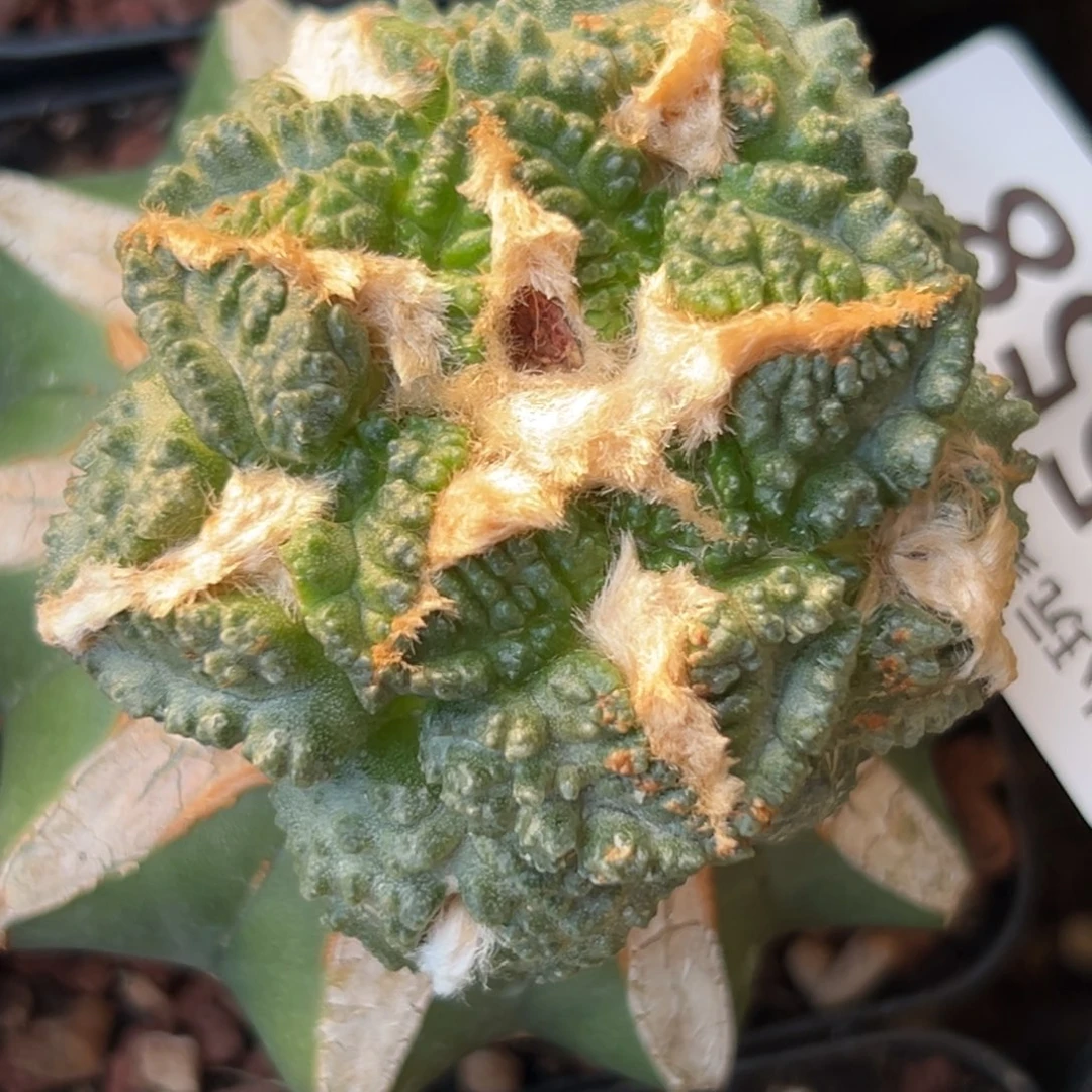 558 仙人球的比赛将于