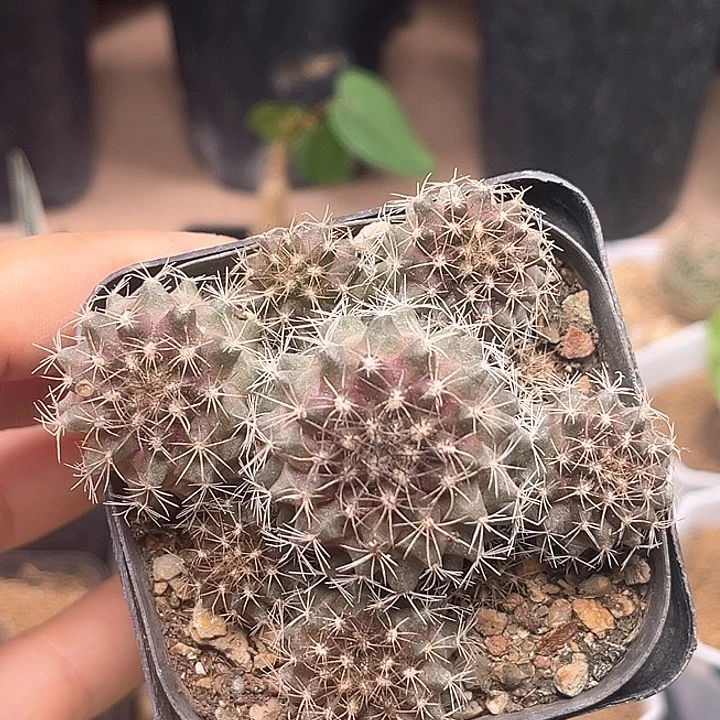 8头龙爪球一颗一颗