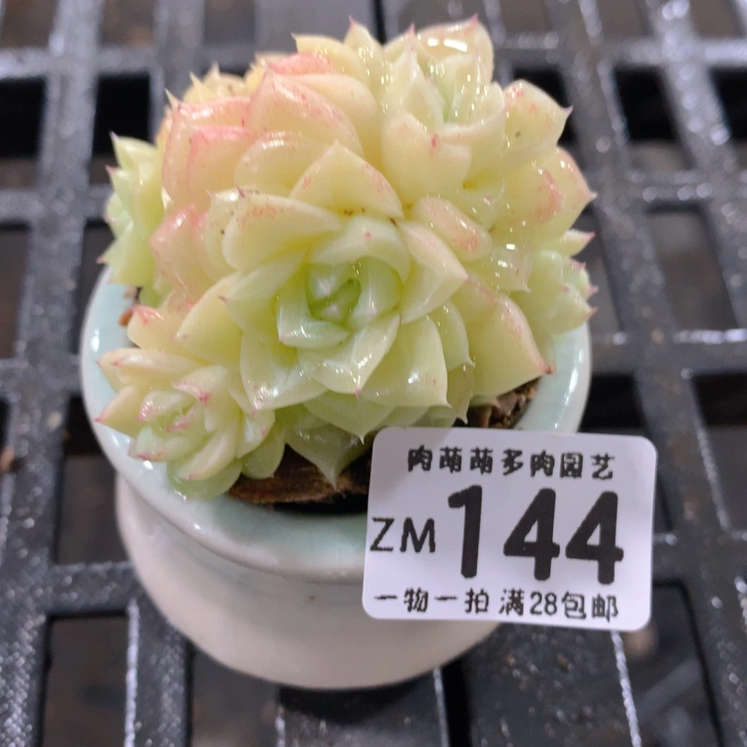 肉萌萌拇指盆精控多肉ZM144