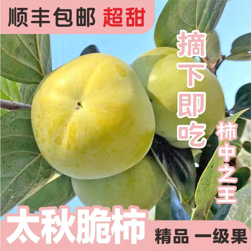 【太秋脆柿】果三姐广西恭城瑶家高山脆柿应季水果脆甜不涩顺丰包邮