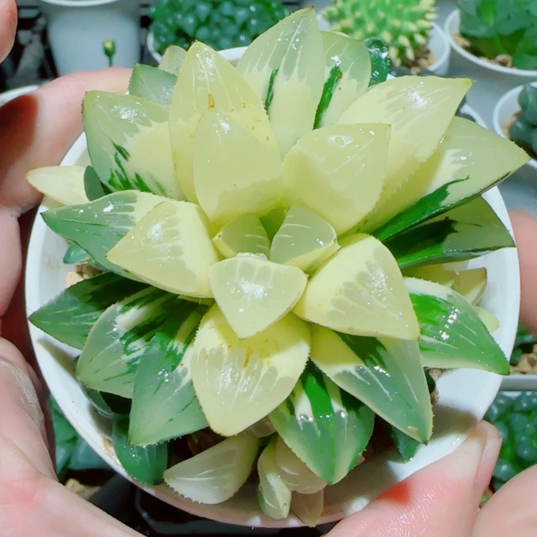 手捧花姬寿锦多肉植物