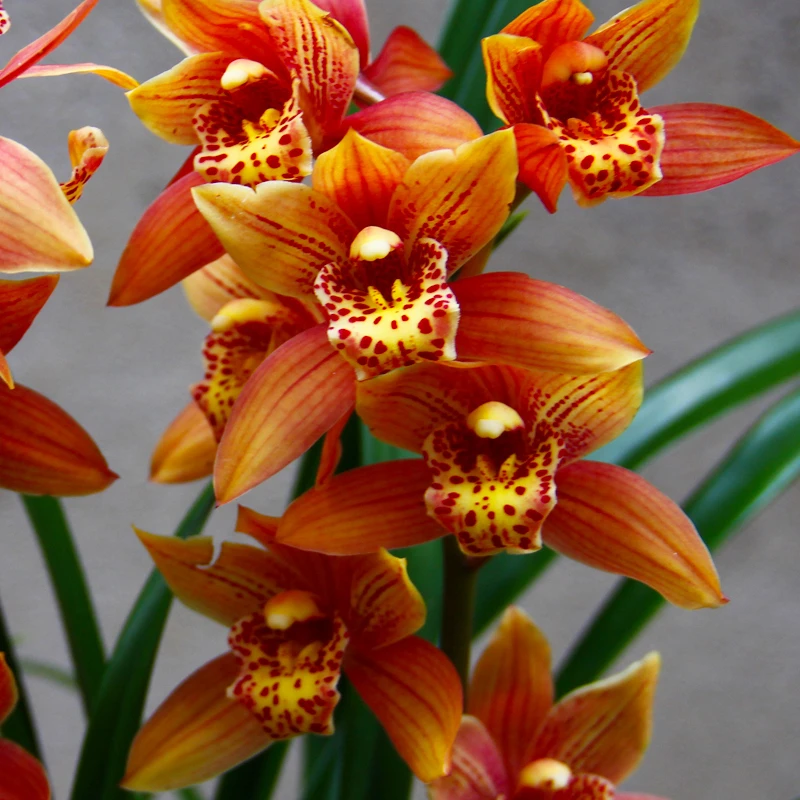 带花苞【醉美人】四季开花浓香型兰花大爆盆好养花卉精品盆栽绿植