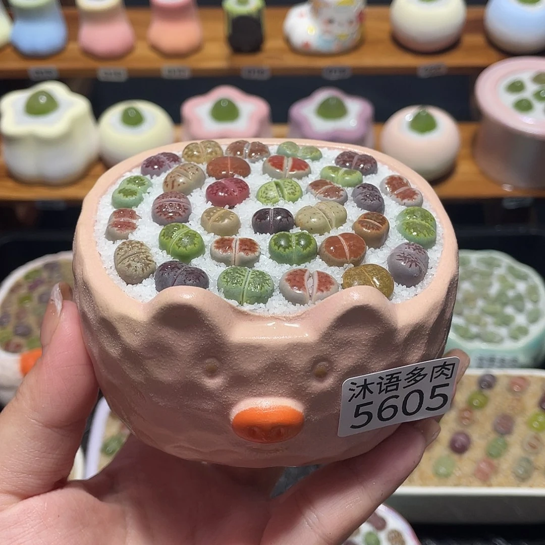 带盆土植物 一物一拍5605