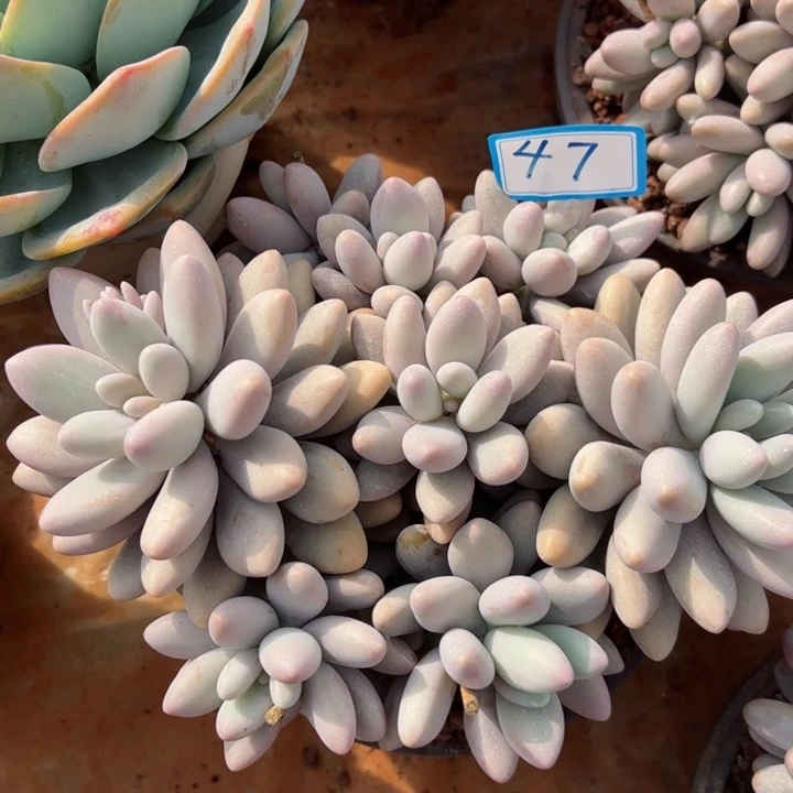 47粉恋平平安安健健康康