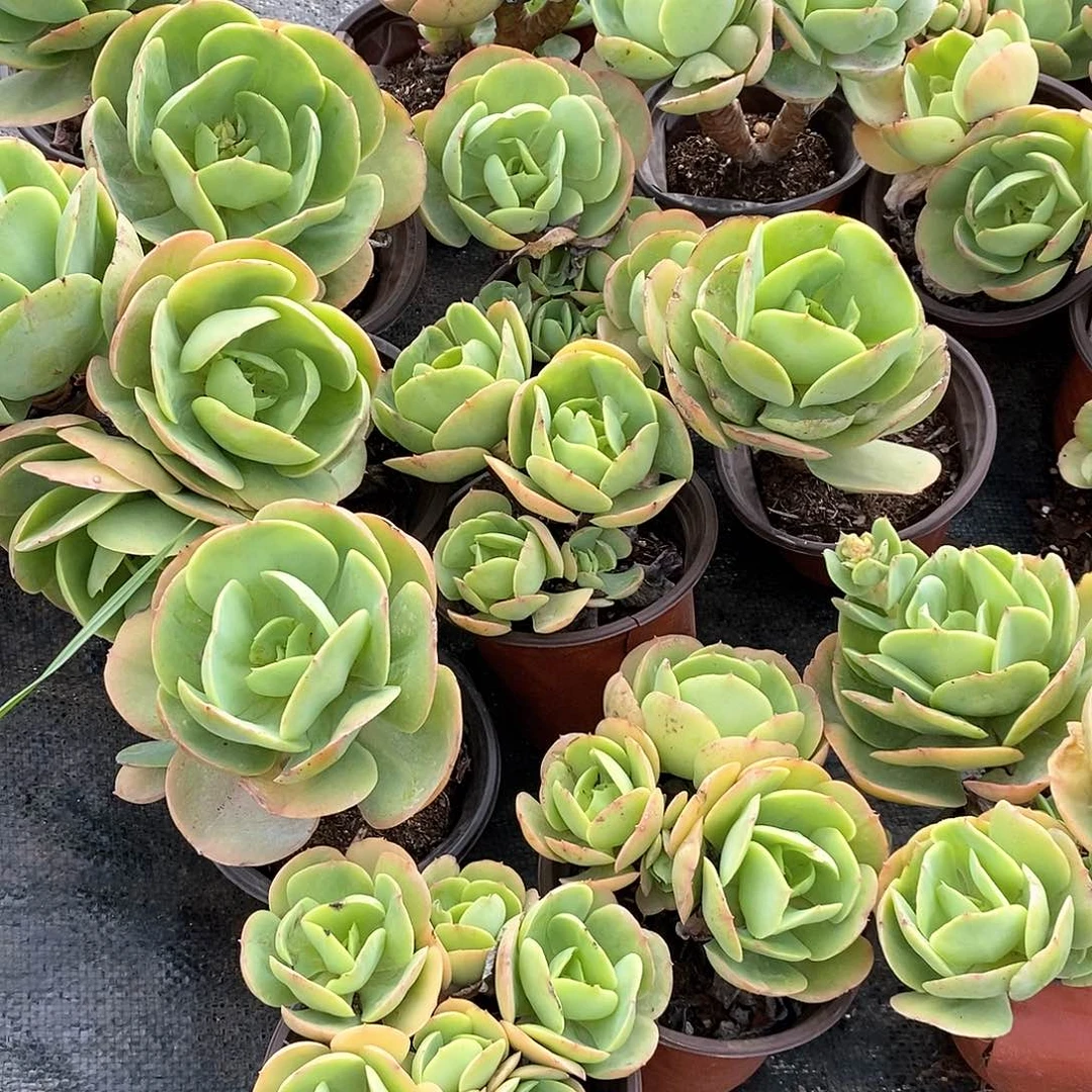 碧桃单双多头混发5颗