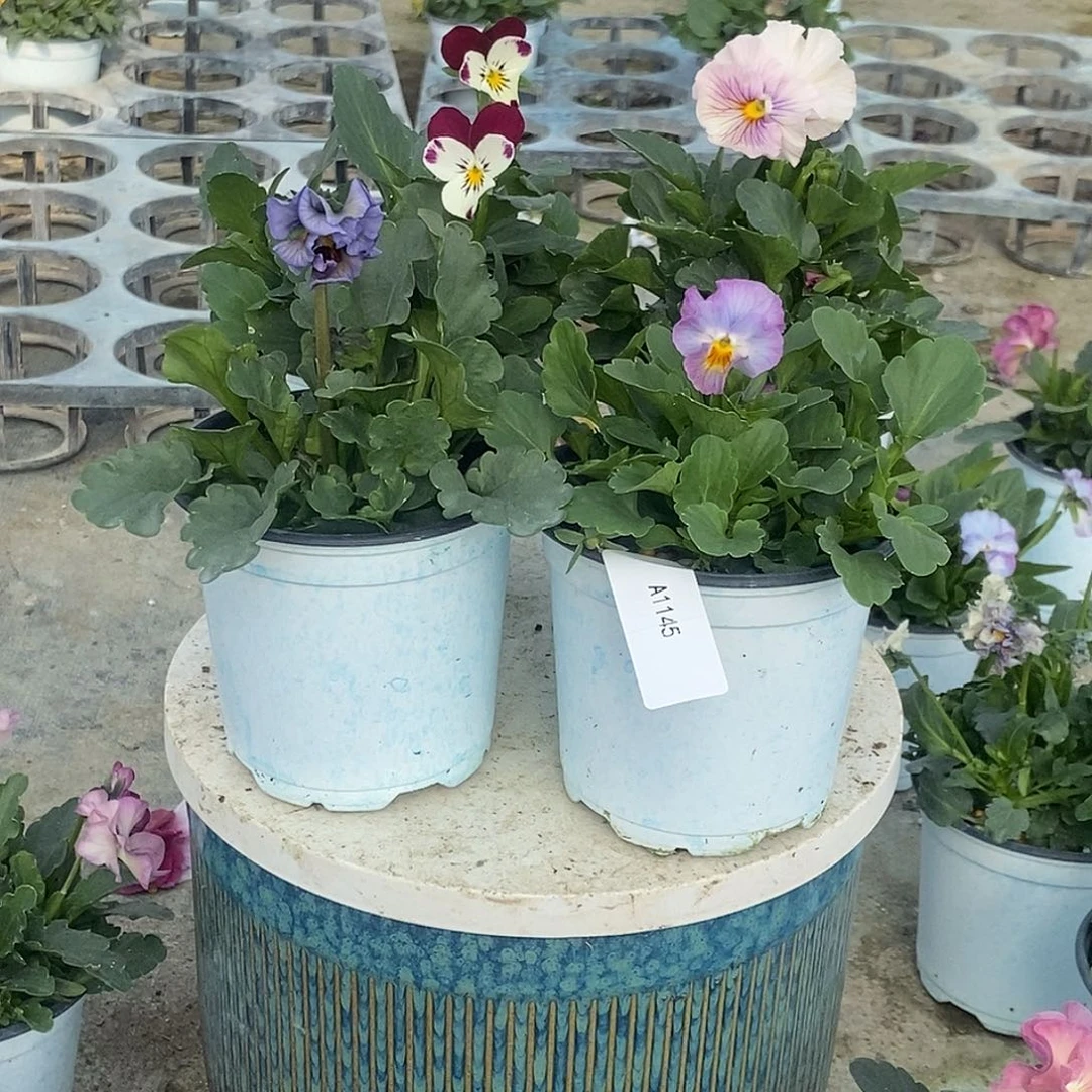 大部分花苞少量开放1145