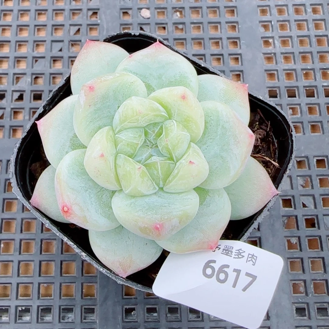 白泽珍妮，6617多肉植物