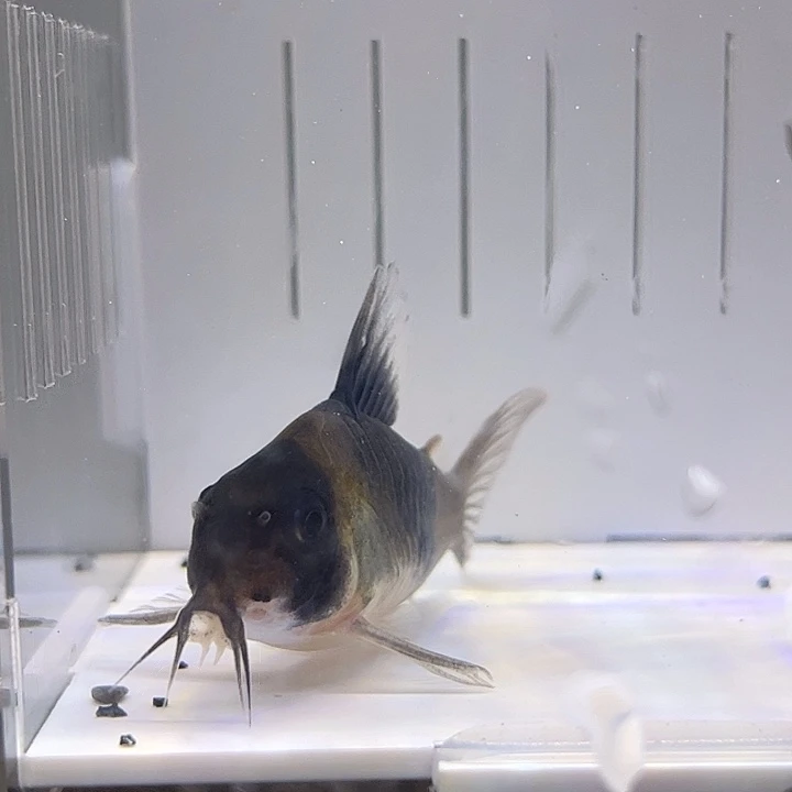 鼠鱼大尺寸6.5大背包一条