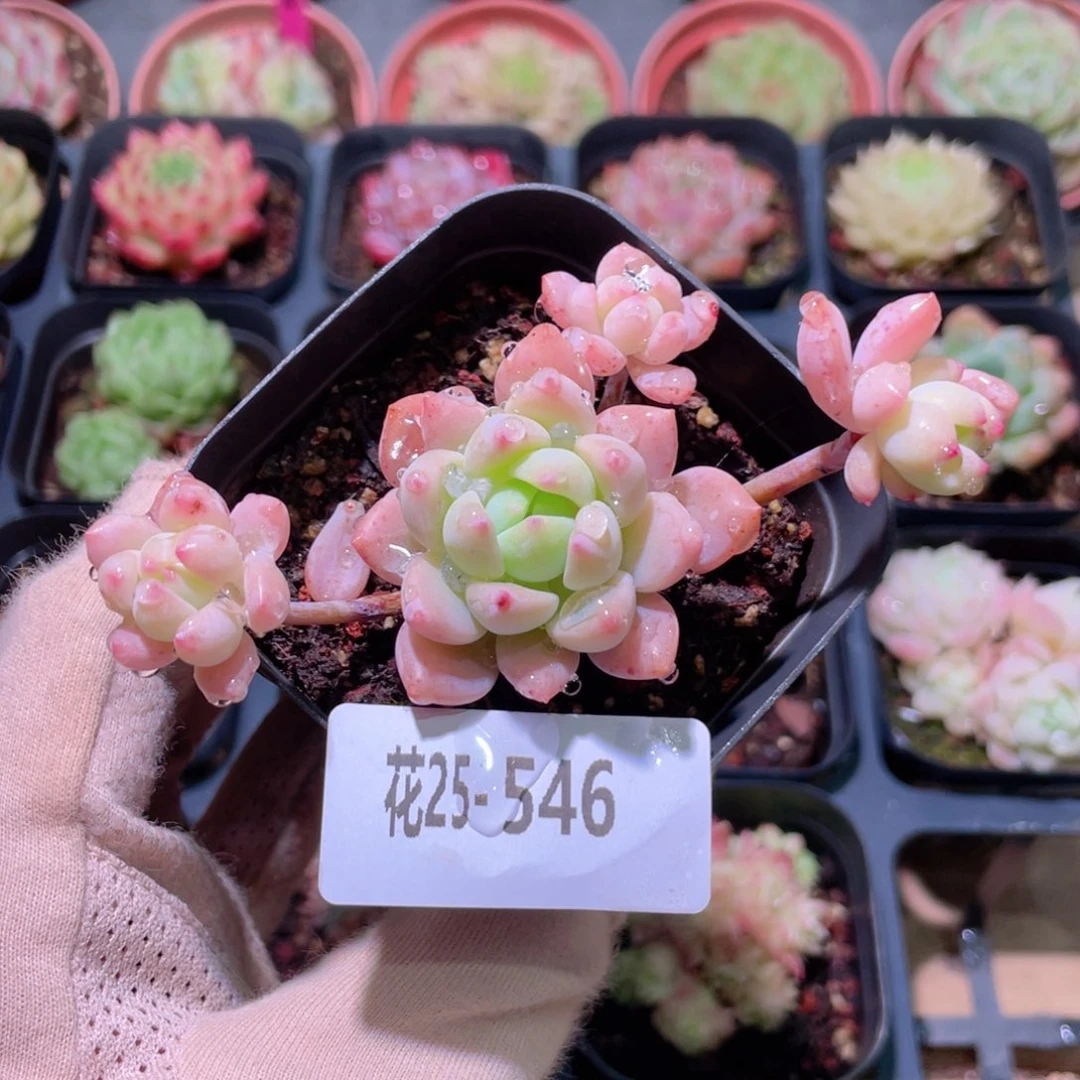 花利美25-546洛丽塔