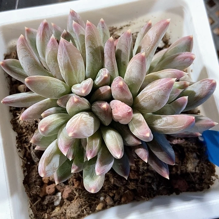 多肉植物887多肉